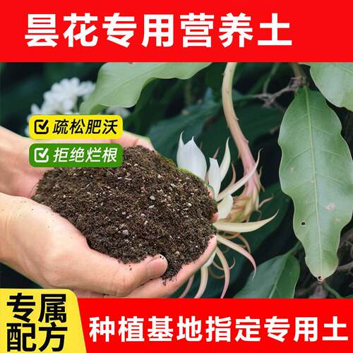 昙花专用土料种植开花肥盆栽土壤营养土小苗旺长新叶子小种植家用