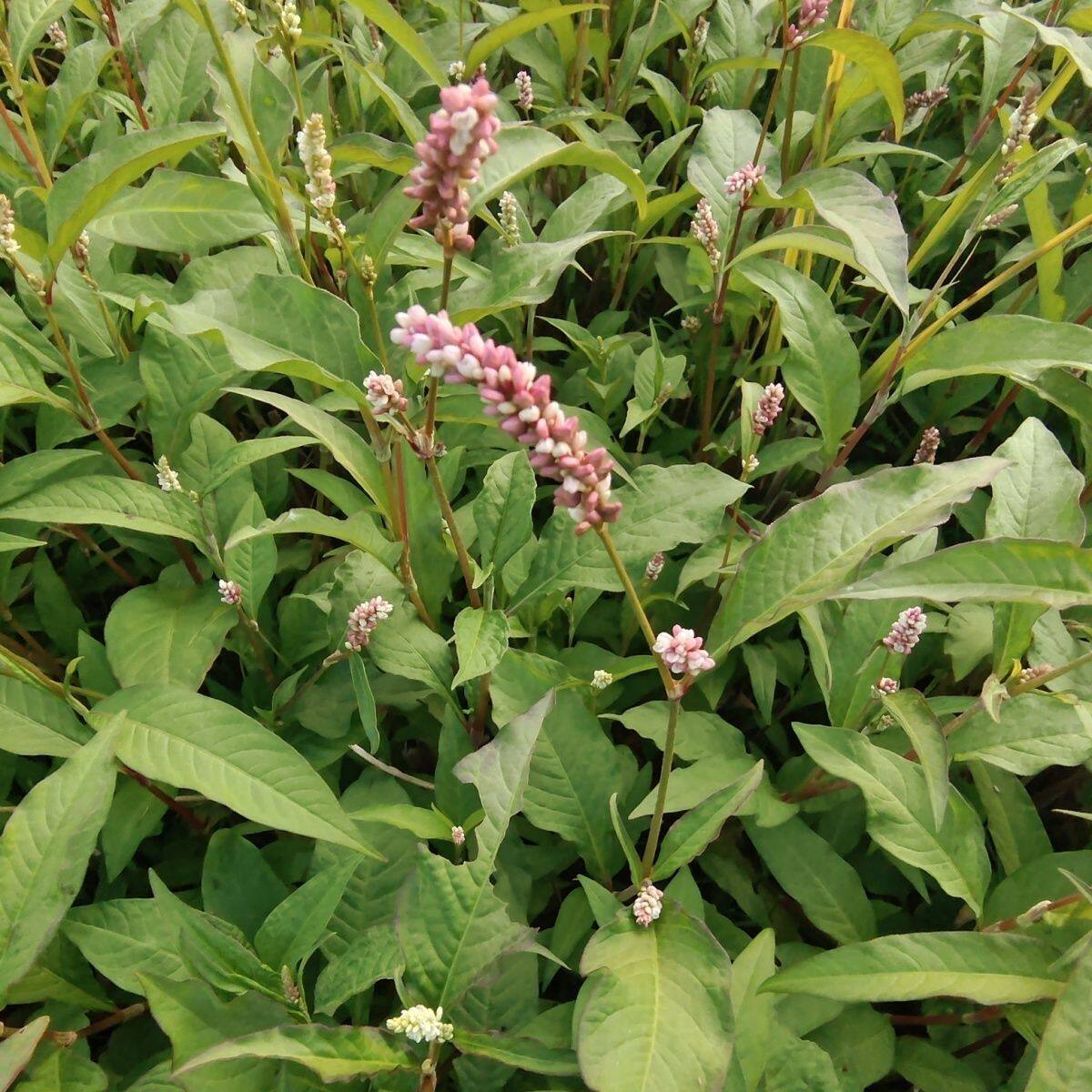 新鲜野生辣蓼草水蓼柳草苦菜蓼水叶菜类