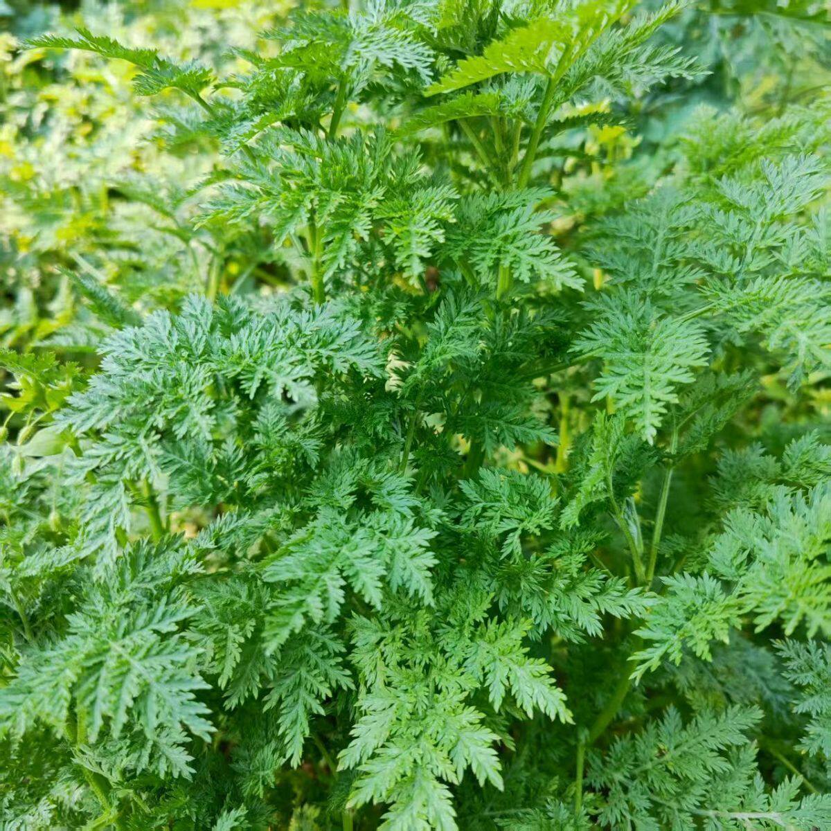 泸州山间野生细叶青蒿新鲜苦蒿泡茶整颗现摘现香蒿下火植物农产品