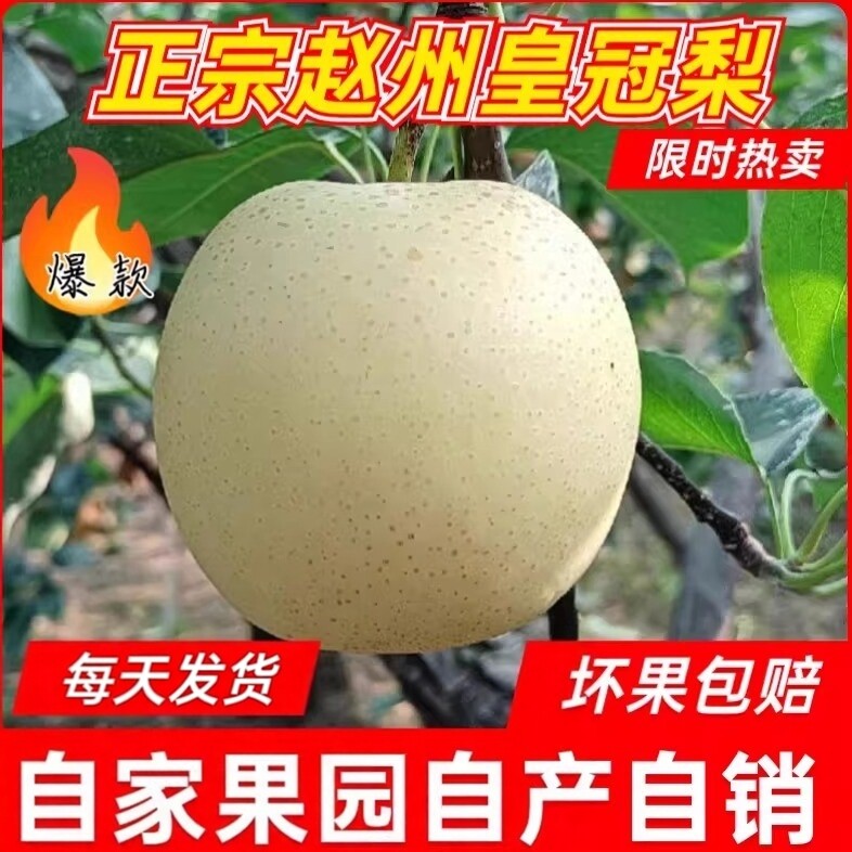 河北皇冠梨新鲜水果当季水果包邮图片