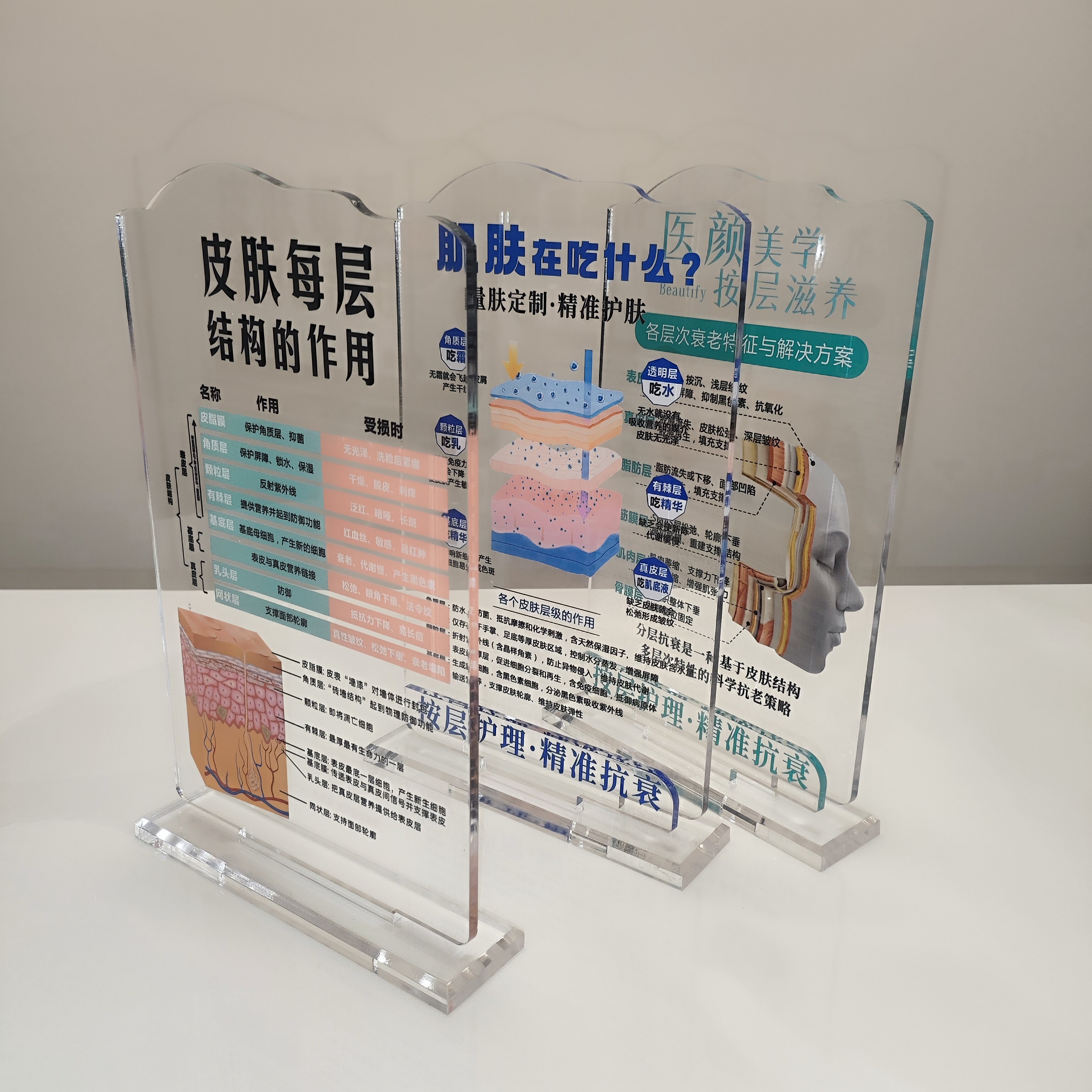 美容分层抗衰肌肤结构亚克力医学皮肤解剖知识讲解繁体医美子宫图