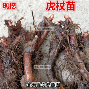 现挖虎杖苗 花斑竹苗 酸筒杆苗 多年生植物苗虎杖根苗 黄地榆苗