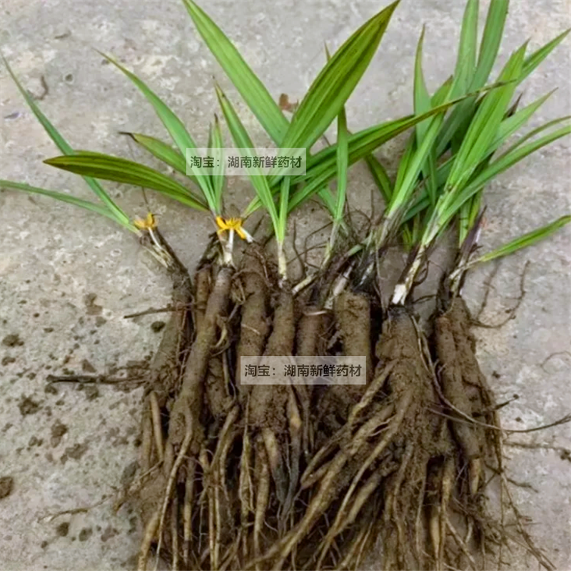 小叶仙茅苗现挖新鲜独茅根地棕根绿植多年生草药苗煲汤泡酒独茅根