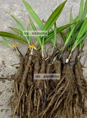 小叶仙茅苗现挖新鲜独茅根地棕根绿植多年生草药苗煲汤泡酒独茅根
