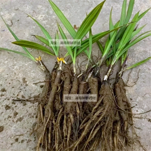 小叶仙茅苗现挖新鲜独茅根地棕根绿植多年生草药苗煲汤泡酒独茅根