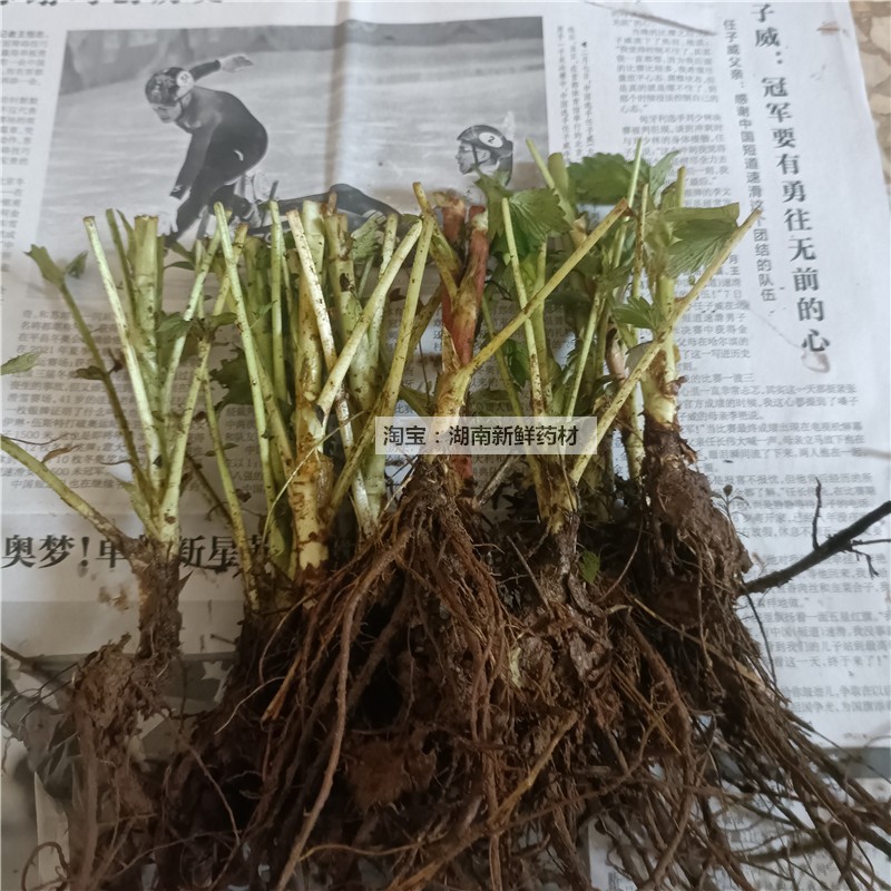 现挖新鲜仙鹤草苗龙牙草多年生图片