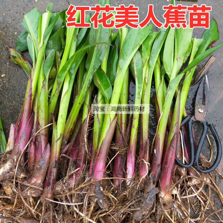 美人蕉苗室外水生水培沼泽净化水质红花美人蕉水菖蒲苗绿化黄菖蒲-封面