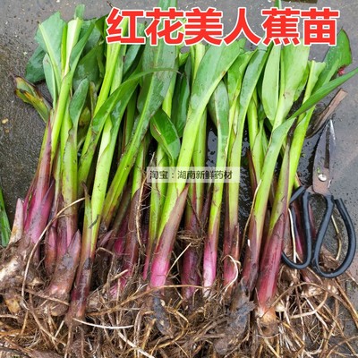 红花黄花美人蕉苗池塘净化水质