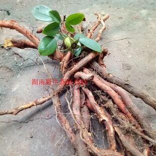 山上现挖金樱根3斤包邮 新鲜金樱子根刺梨子纯根 金英子根现挖