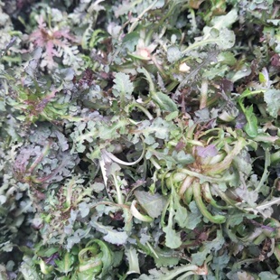 东北山野菜苦碟子苦菜现挖现发新鲜发货蘸酱菜顺丰500克 包邮