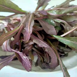 东北山菜新鲜曲麻菜蒲公苣荬菜500克包邮顺丰