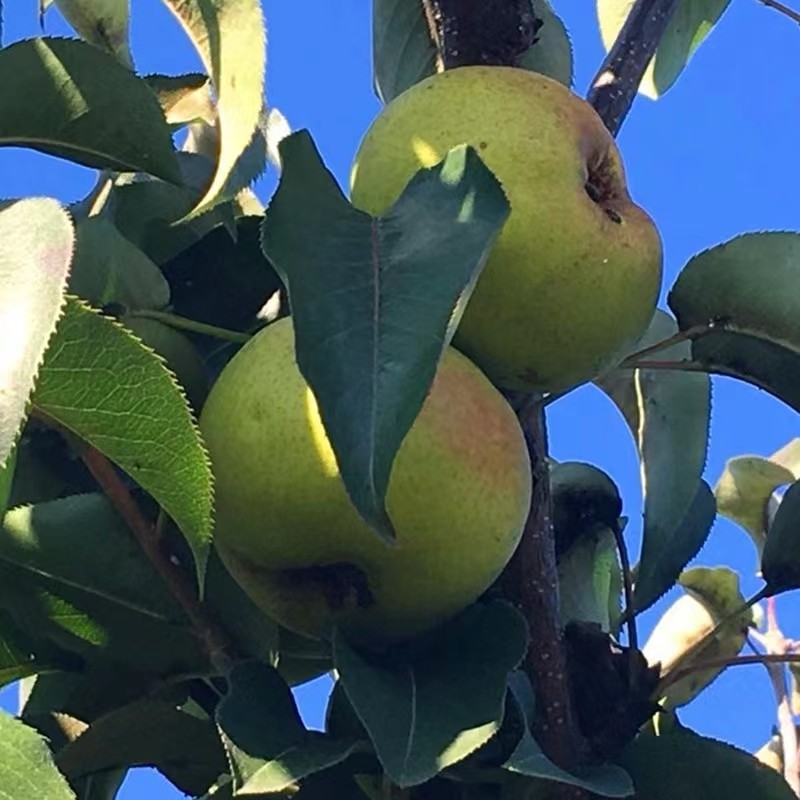 东北苹果梨 甜脆汁多 五斤包邮顺丰,水产肉类/新鲜蔬果/熟食,叶菜类,淘宝优惠券,粉丝福利购,淘宝优惠卷