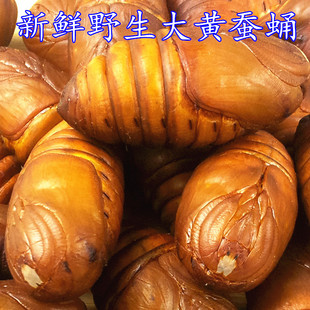 蚕蛹小伙东北特产柞蚕蛹特选大黄蚕蛹500g特价一份拍2斤包邮
