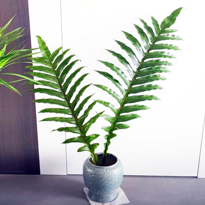 王冠蕨室内客厅办公室展厅绿植