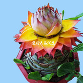 紫莲紫红色地涌金莲云南正宗紫莲千瓣莲花期四年客厅室内阳台包活