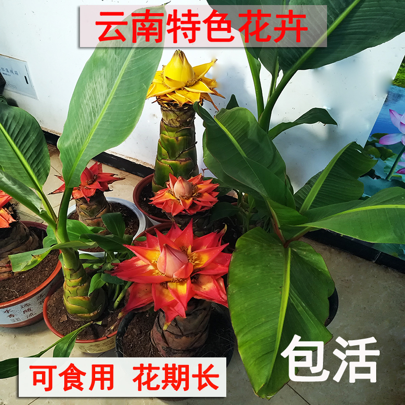 买一送一云南特产花卉地涌金莲红莲花苗易活食用净化空气绿植包活