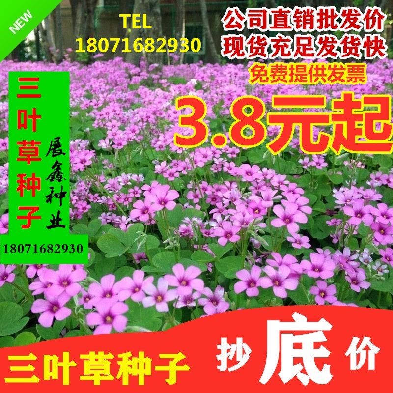 红花三叶草种子红三叶种子白三叶草种籽四季易种草坪种子红花醡浆