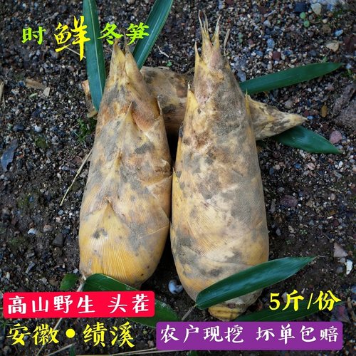 竹笋现挖绩溪冬笋 农家新鲜野山黄泥拱 安徽黄山笋问政山笋礼盒装