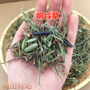 云南野生响铃草假花生农吉利野百合正品中药材新鲜马铃草马响灵草