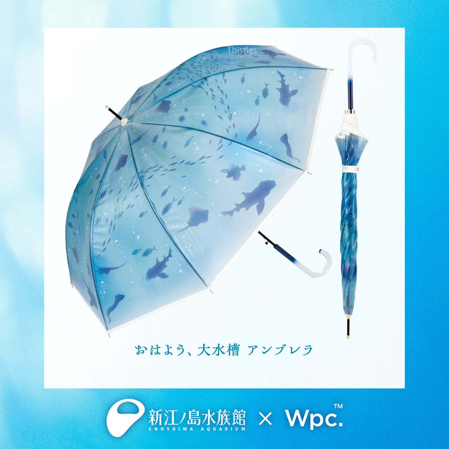 日本Wpc.长柄江之岛水族馆透明雨伞水母鲨鱼企鹅猫联名款图片