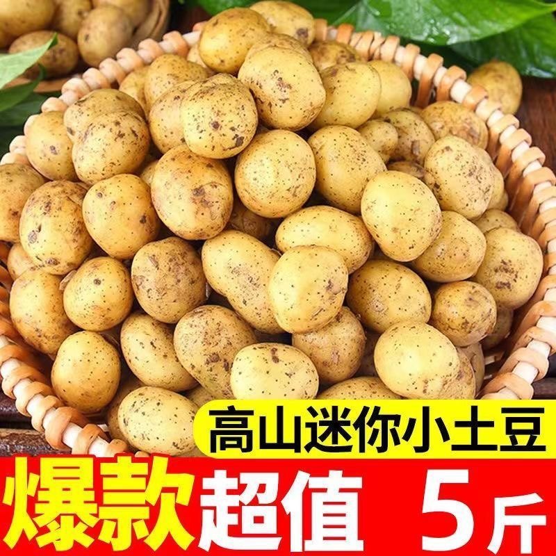东北迷你小土豆黄心土豆新鲜发5斤土豆仔农家自种马铃薯新鲜洋芋