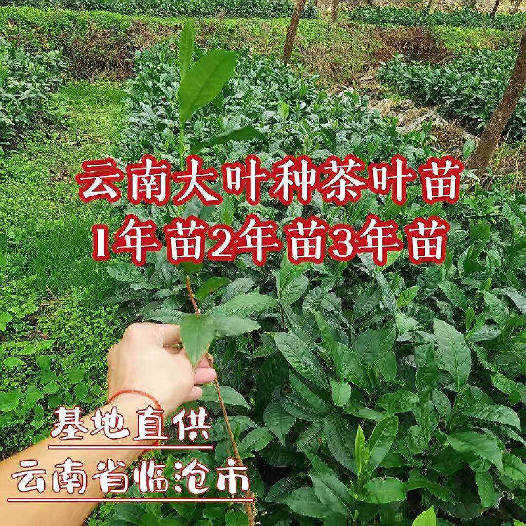 普洱茶树苗 南北方种植种子培育茶树苗叶片大云南大叶种茶乔木茶
