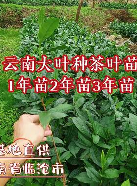 茶园种植大叶种冰岛昔归茶凤庆茶