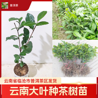 名贵冰岛古树大叶种茶树苗勐库茶树苗云南大叶种普洱茶苗绿植