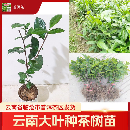 凤庆滇红茶苗凤庆大叶种茶叶苗普洱茶树苗南北方种植茶籽培育扦插