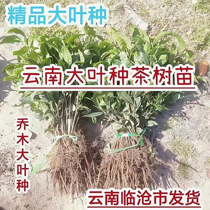 南方人种植的云南大叶种普洱茶苗雨季种植早茶乔木大树庭院盆景种