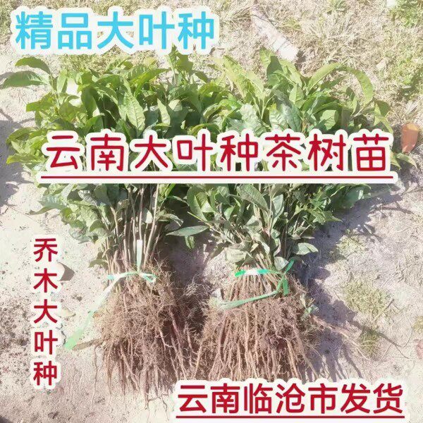 云南大叶种茶树苗茶籽培育袋苗