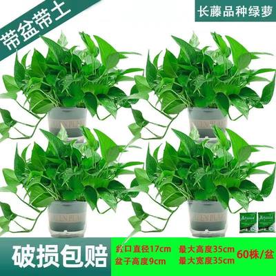 绿萝盆栽植物办公室新房净化空气