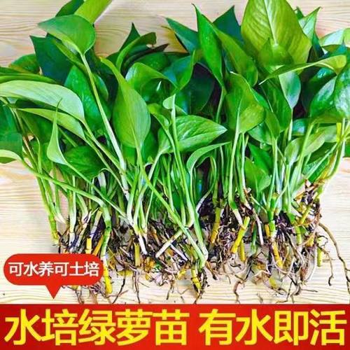水培绿萝苗盆栽室内观叶长藤垂