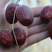 25年新货5斤实惠装 新疆红枣灰枣未清洗若羌红枣吊干枣原生态土枣