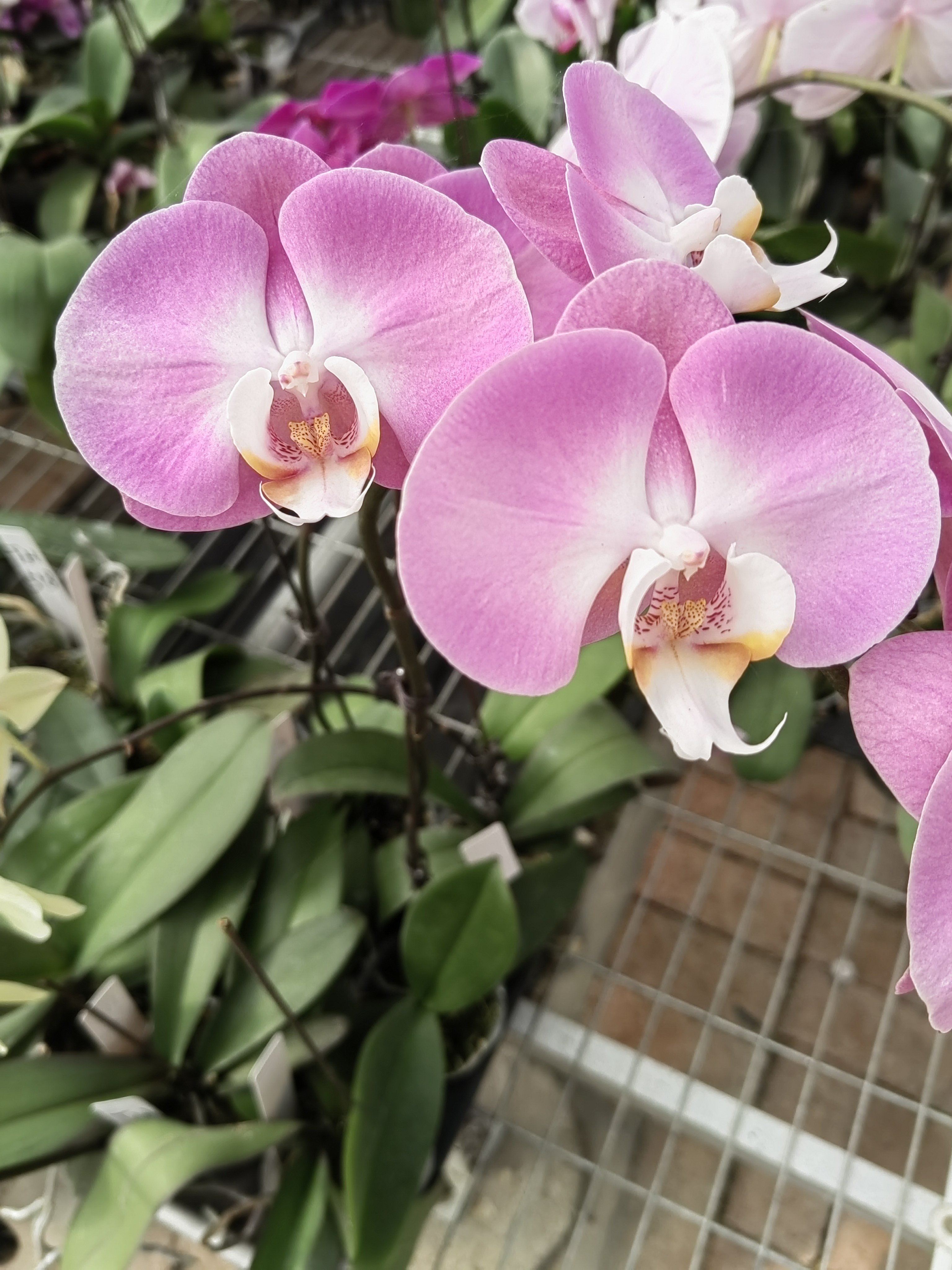 蝴蝶兰花后苗品种齐全不带花不带花剑室内高档花卉基地直发好养活