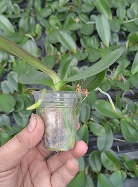 1.7寸杯蝴蝶兰宝宝苗品种齐全不带剑室内办公室盆栽满 26.9元包邮