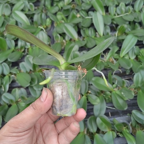 1.7寸杯蝴蝶兰宝宝苗品种齐全不带剑室内办公室盆栽满 26.9元包邮