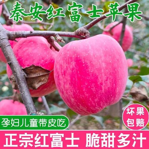 甘肃天水红富士苹果脆甜新鲜当季苹果水果不打蜡整箱批发
