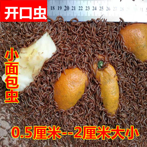 面包虫宠物饲料开口虫石蛙蜘蛛