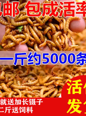 金龙鱼乌龟画眉鸟石蛙包邮黄粉虫