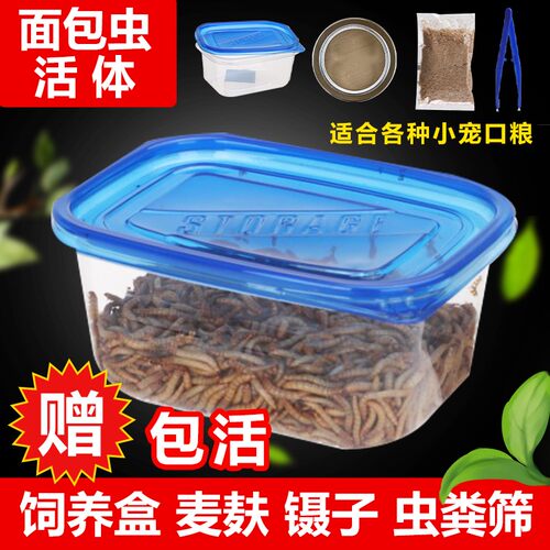 面包虫活体蜘蛛蝎子乌龟守宫角蛙