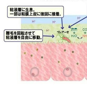 满3件日本直邮 胃部舒畅油门罗璇感君