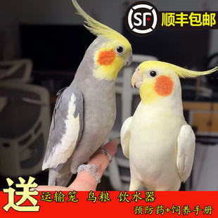 玄凤鹦鹉活体会学说话手养宠物不秃黄化玄凤可繁殖鸟活物鹦鹉活鸟