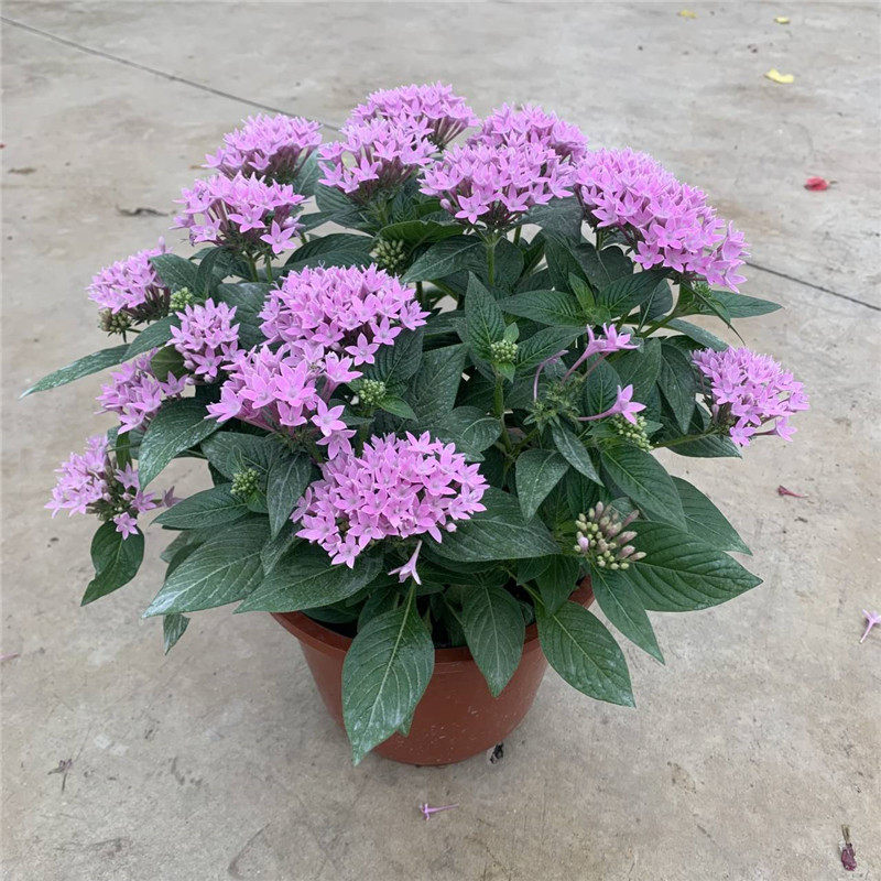 五星花盆栽繁星花带花苞阳台庭院花期长开花不断花卉绿植耐热植物