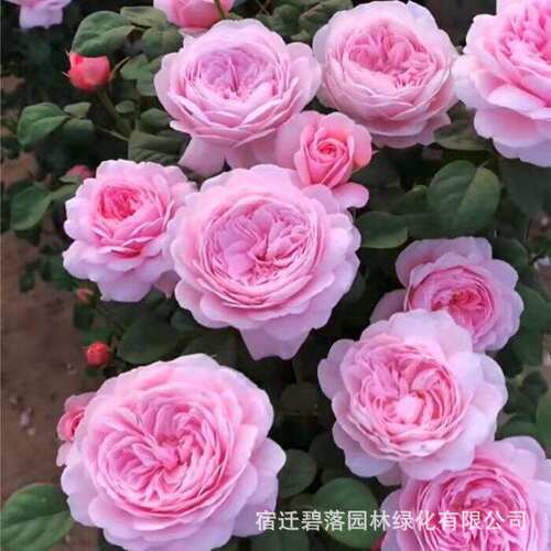 月季特大花浓香果汁阳台庭院花卉
