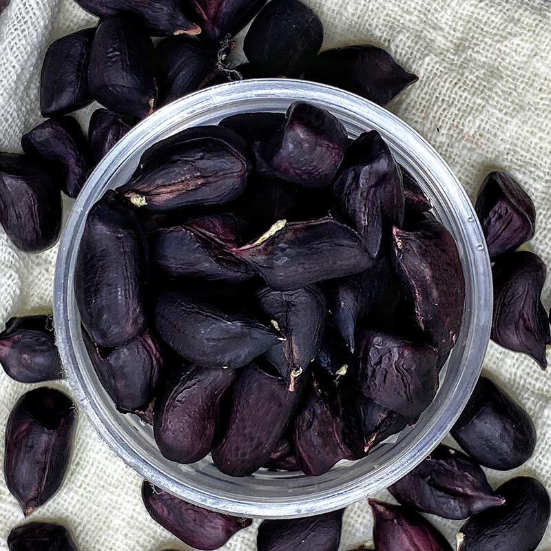 新货富硒黑花生米小颗粒晒干原味生的黑皮花生籽云南普洱黑花生仁,零食/坚果/特产,花生,淘宝优惠券,粉丝福利购,淘宝优惠卷