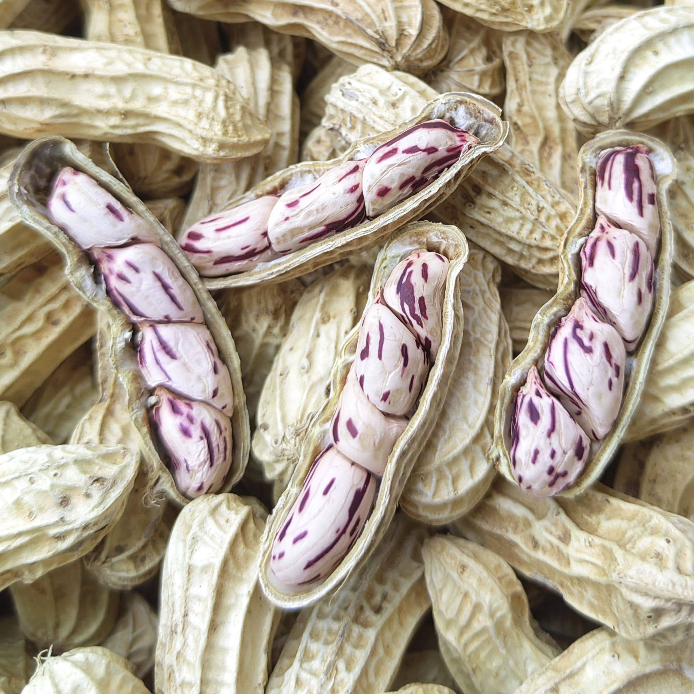 2026新货七彩花生米晒干带壳云南水煮咸干五彩花生米牛奶花生