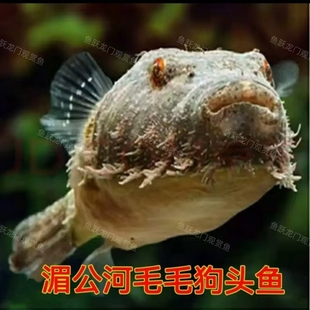 【湄公河毛毛狗头鱼】热带鱼观赏鱼凶猛鱼网红呆萌可爱鱼