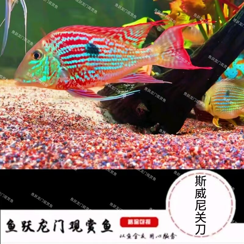 斯威尼关刀鱼热带观赏鱼南美食土鲷斯维尼关刀鱼龙缸配鱼