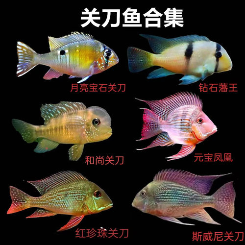 红珍珠关刀月亮宝石关刀龙缸配鱼